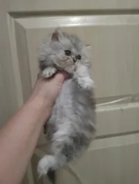 Chinchilla silver Persna 