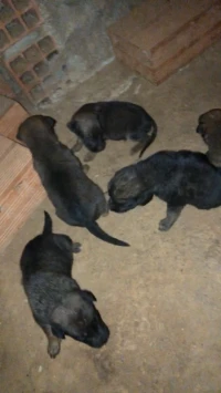 Chiot malinois 