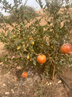 terrain-vente-mascara-bou-henni-algerie