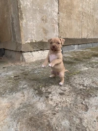 Pitbull 
