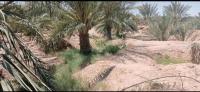 terrain-agricole-vente-biskra-el-ghrous-algerie