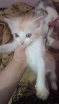 Chatons