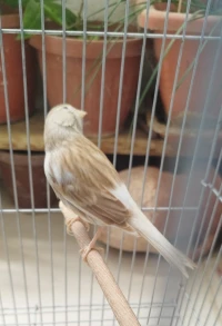 2eme couple canari bagué 2022