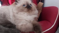 Chat persan himalayen