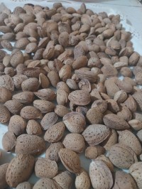 بذور-أرز-حبوب-لوز-كاوكاو-النعامة-الجزائر