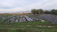 Vente Terrain Agricole Jijel Emir abdelkader