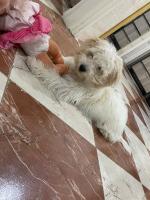 chien-caniche-bichon-setif-algerie