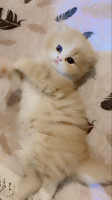 cat-قطط-للبيع-نوعية-بارسو-او-شيرازي-kolea-tipaza-algeria