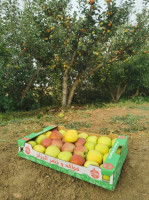 alimentaires-caisses-a-fruit-en-carton-ondule-oued-taga-batna-algerie