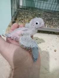 Conure ananas