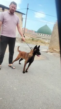 Malinoi