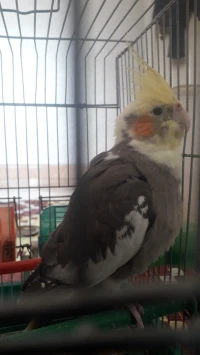 perruche calopsitte avec la cage