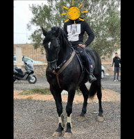 autre-cheval-un-etalon-arabe-barbe-robe-noir-sidi-bel-abbes-algerie