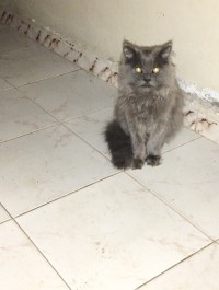 Chat person