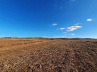 terrain-agricole-vente-mascara-el-ghomri-algerie