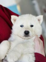 كلب-vrai-husky-disponible-de-tres-beaux-chiots-haute-qualite-poil-long-yeux-vairons-معسكر-الجزائر