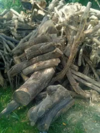 حطب زيتون