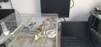 vente mulets Tarin de Venezuela avec leur mère canari satiné yeux rouge