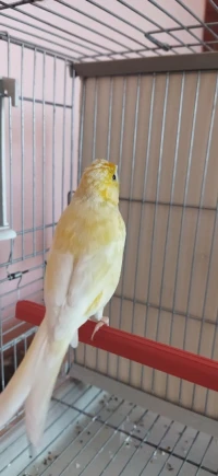 Femlle canari ordinaire très bonne état 