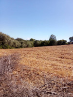 terrain-agricole-vente-tipaza-hadjout-algerie