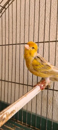 couple de canari