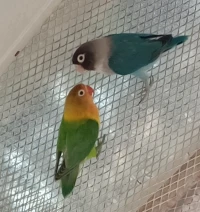 Couple d'inseparable