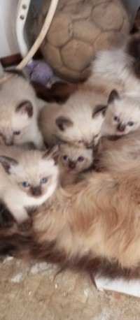 cat-chaton-siamois-ain-benian-alger-algeria