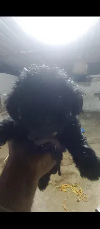 Chiot caniche bichon 
