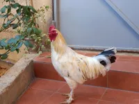 ديك عرب 