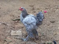 ديك براهمة