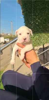Chiot femelle dog argentin pure race