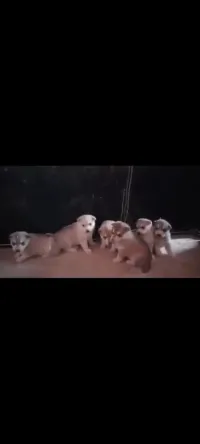 Chiots husky siberien pure 