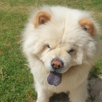 chien-chow-femelle-douera-alger-algerie