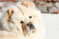 Femelle chow-chow 