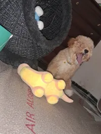 Bichon maltais 