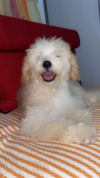 Bichon Maltais 