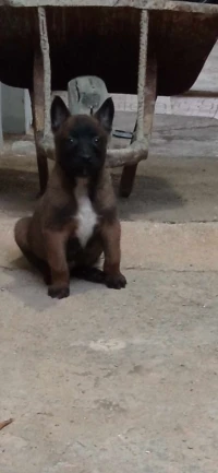 Femelles malinois charbonnier