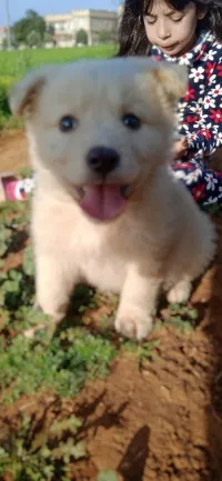Chien