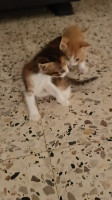 chat-pour-adoption-cheraga-alger-algerie