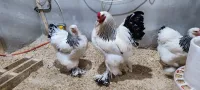 Œufs fécondé poule de race 