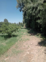 terrain-agricole-vente-ain-defla-khemis-miliana-algerie