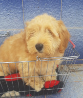 chien-caniche-bichon-tooooop-oran-algerie