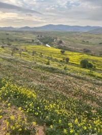 أرض-فلاحية-بيع-تلمسان-مغنية-الجزائر