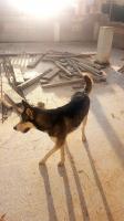 chien-husky-dar-el-beida-alger-algerie