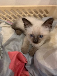 قطة-chaton-a-vendre-شراقة-الجزائر