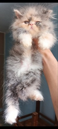 cat-persan-piki-face-es-senia-oran-algeria