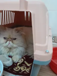 Persan pipi face mal
