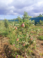 terrain-agricole-location-blida-mouzaia-algerie