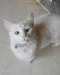 Adoption chat