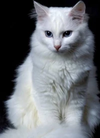 Chat angora turc les yeux bleus